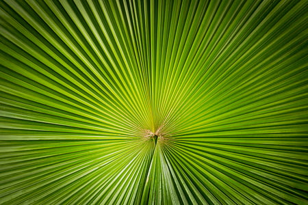anahaw leaf thumbnail