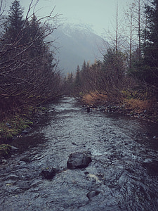 river beside bare trees at daytime thumbnail