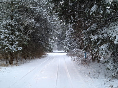 snow covered trees during daytime thumbnail