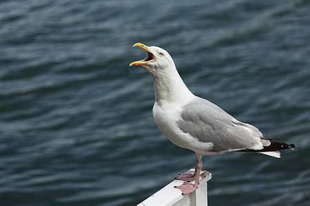 white seagull bird perched on white plank thumbnail