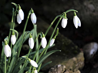 shallow focus photography of white flowers thumbnail