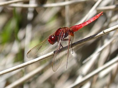Red Dragonfly, Stem thumbnail