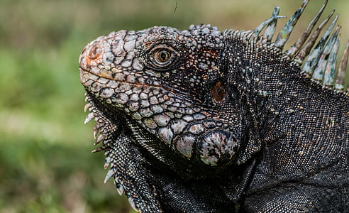 wildlife photo of iguana thumbnail
