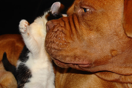 brown French mastiff dog beside short-fur white kitten thumbnail