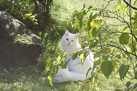 odd-eyed long-haired white cat beside stone thumbnail