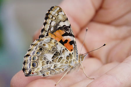 person holding painted lady butterfly close-up photo thumbnail