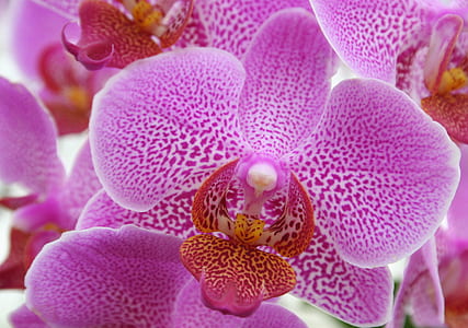 pink orchids thumbnail