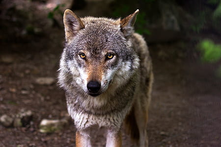 gray and brown wolf thumbnail