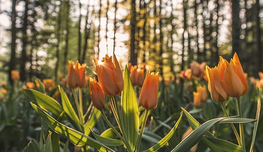 selective focus photography of orange tulip flowers blooms during daytime thumbnail