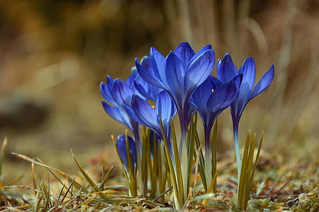 macro shot photography of blue flowers thumbnail