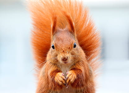 shallow focus of brown squirrel thumbnail