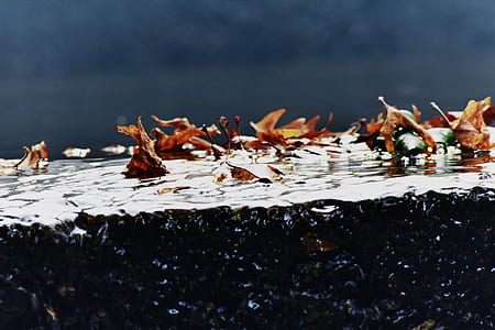 selective photo of dry leafs thumbnail