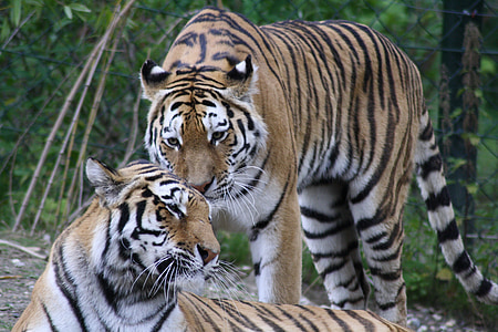 wildlife photography of two tigers thumbnail