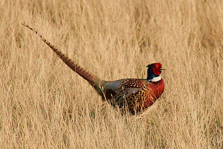 photography of red and brown bird on brown grass field during daytime thumbnail