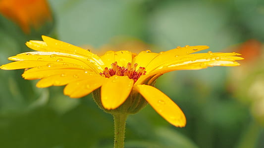 Shallow Photography of Yellow Petaled Flowers thumbnail