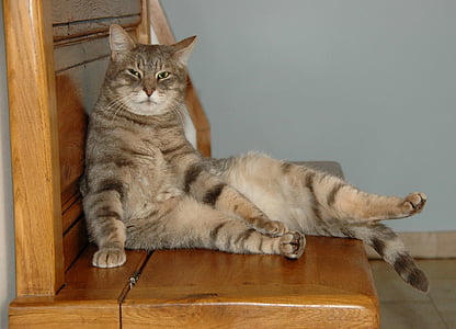 brown Tabby cat on brown wooden bench thumbnail