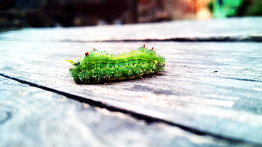 wood, blur, green, color thumbnail