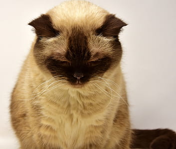 Himalayan cat thumbnail