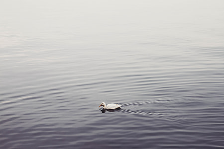 duck on bodies of water thumbnail