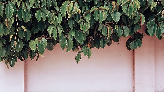 weeping fig plant beside wall thumbnail