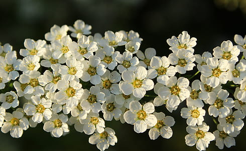 white bridal-wreath flower in close-up photography thumbnail