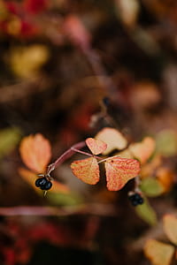 Autumn walk to the forest in foggy weather thumbnail