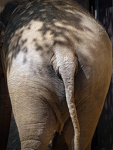 gray elephant thumbnail