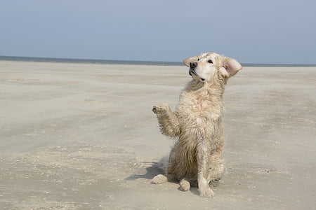 adult golden retriever on sand during daytime thumbnail