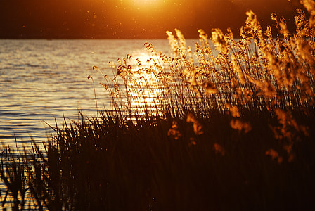brown flower near body of water during golden hour thumbnail