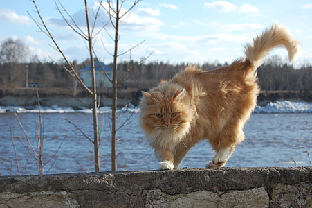 brown cat on concrete surface thumbnail