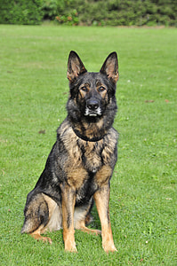 black and tan German shepherd sitting on green  ground thumbnail