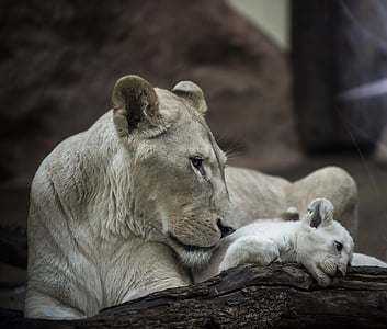 gray lioness with cub thumbnail