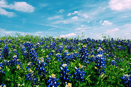 Blue Flower Field in Austin, Texas thumbnail