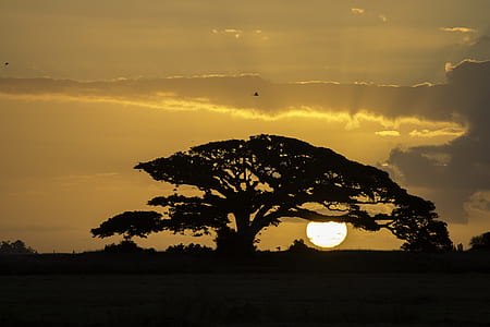 silhouette photography of tree against sunset thumbnail