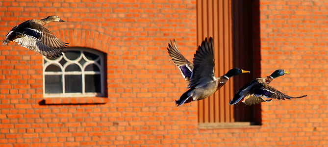 three mallard ducks flying near brown concrete building thumbnail