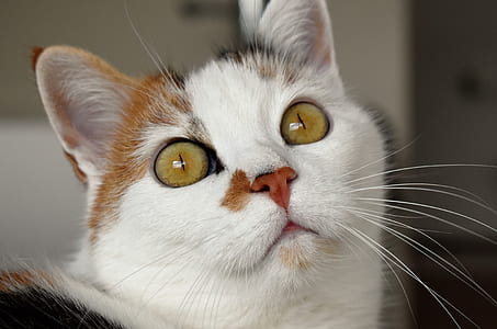 white and orange cat staring at right side thumbnail