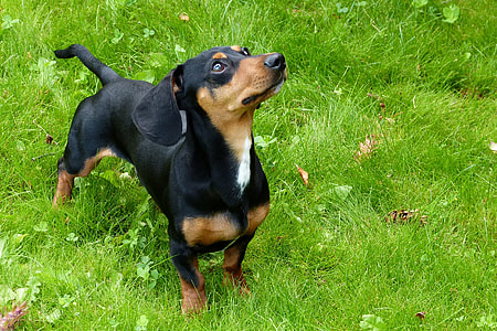 smooth black and tan dachshund on grass field thumbnail