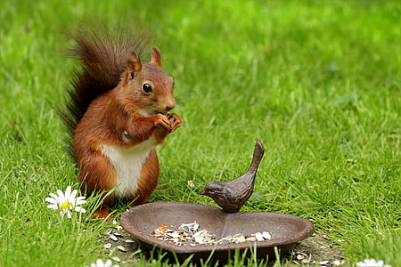 brown squirrel on green grass beside brown heart shape tray during daytime thumbnail