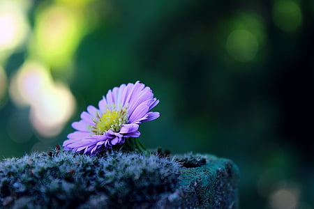selective focus photography of purple daisy flower thumbnail
