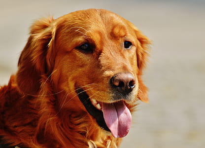 closeup view of adult golden retriever thumbnail