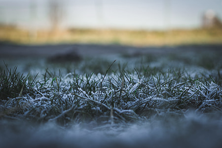 selective focus photography of green grass thumbnail