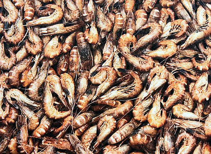 Crangon Crangon, Sand Shrimp thumbnail