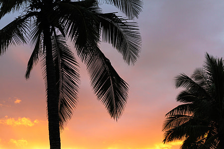 coconut tree golden hour photography thumbnail