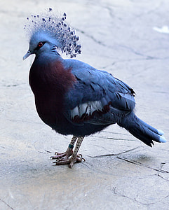 closeup photo of Victoria crowned pigeon thumbnail