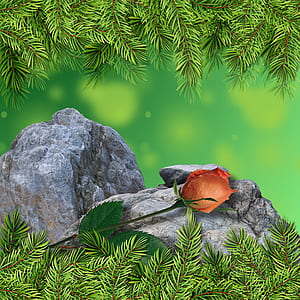 orange rose in bloom on gray rock thumbnail