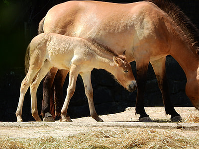 Przewalski'S Horse, Equus Przewalskii thumbnail
