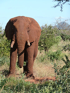 elephant surrounded by trees thumbnail