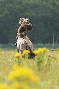 two brown fighting horses on yellow flower field during daytime thumbnail