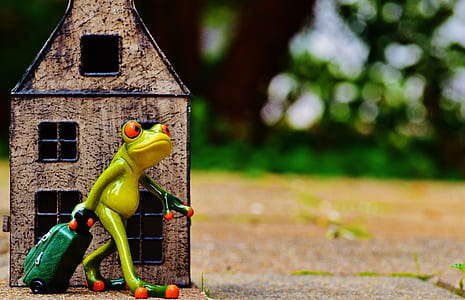 frog going out of house thumbnail
