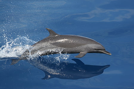 gray swimming dolphin thumbnail
